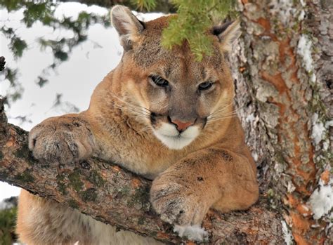 cougar mountain lion|More.